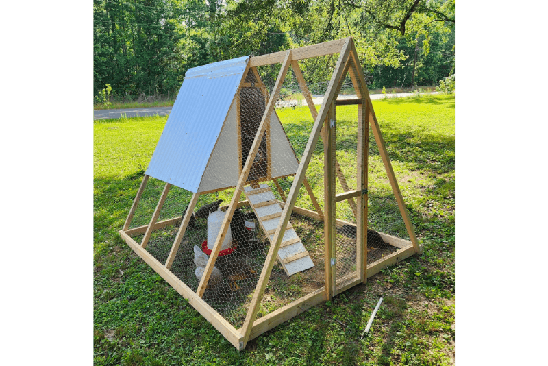 An "A Frame" designed chicken tractor