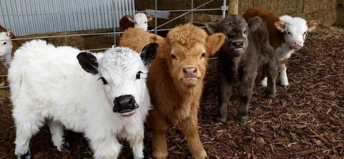 Multicolored mini highland cows standing in a row on some wood chips outside near a metal shed