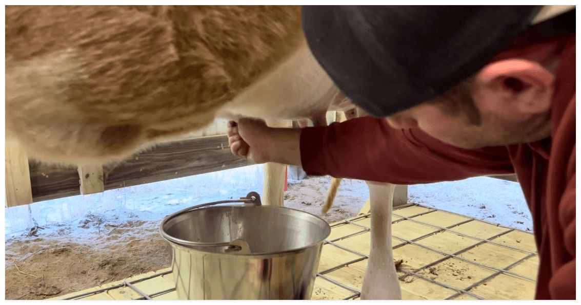 milking jersey cow in barn