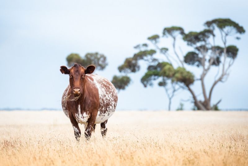 A brown and white cow in the middle of a field with a tree in the background.
