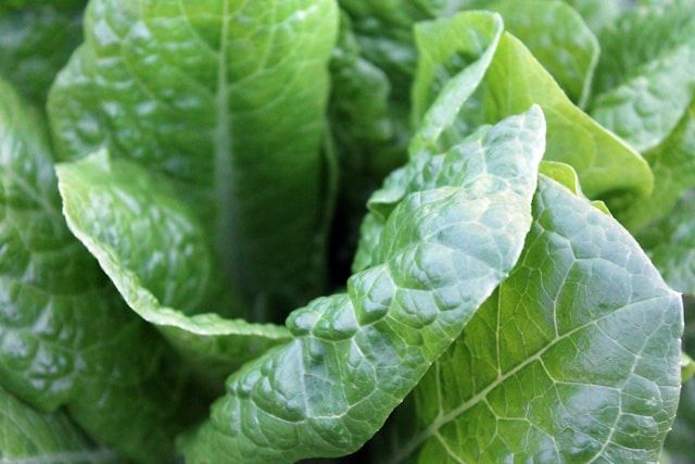 a head of green lettuce
