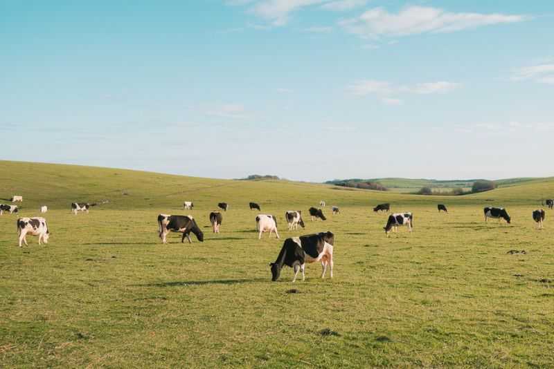 A vast, rolling green landscape with gentle hills. Cows, both black and white, are scattered across the field, grazing peacefully.