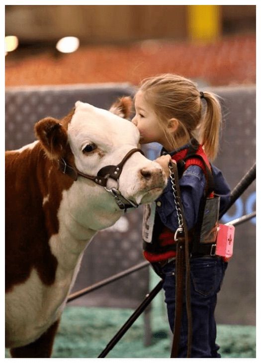 a little girl kisses her brown and white hereford at a 4-h competition