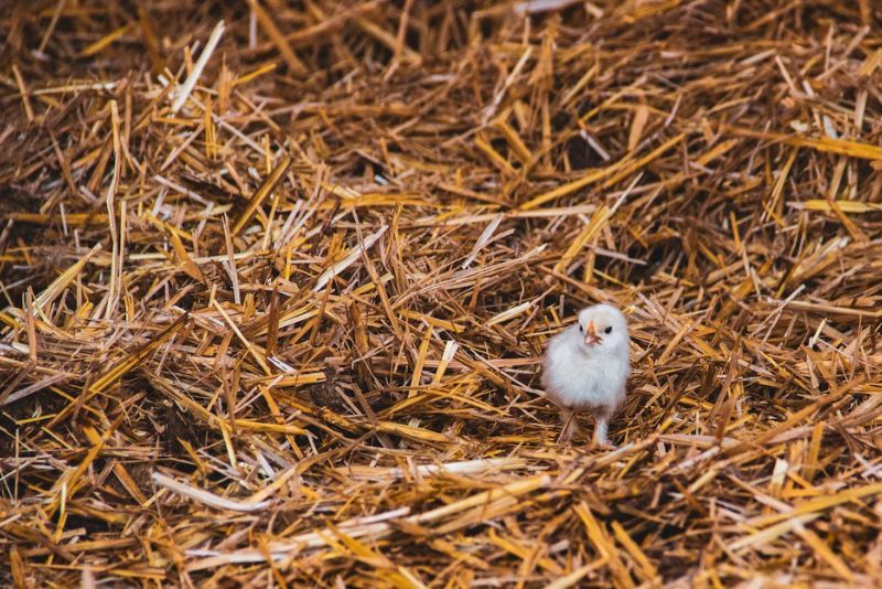 A single chick walking on straw