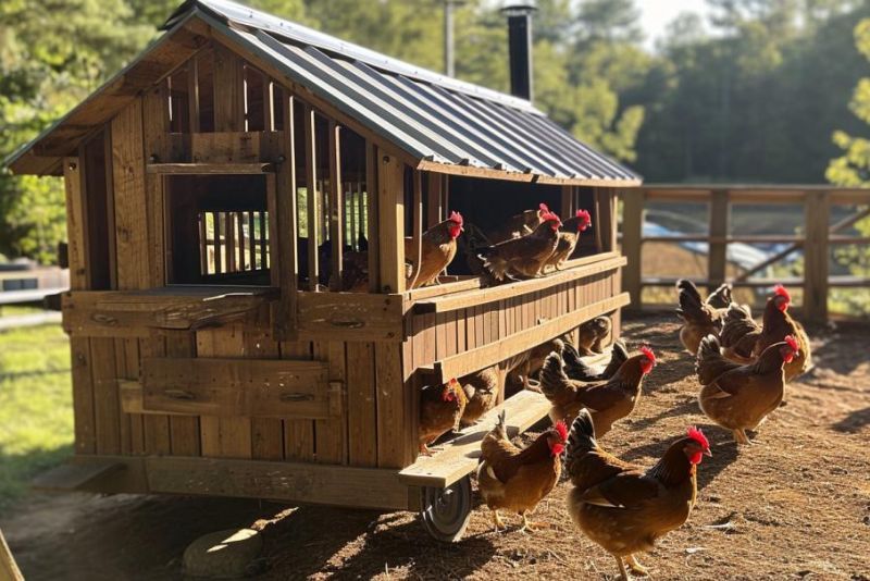 A chicken tractor with white pine wood outdoors