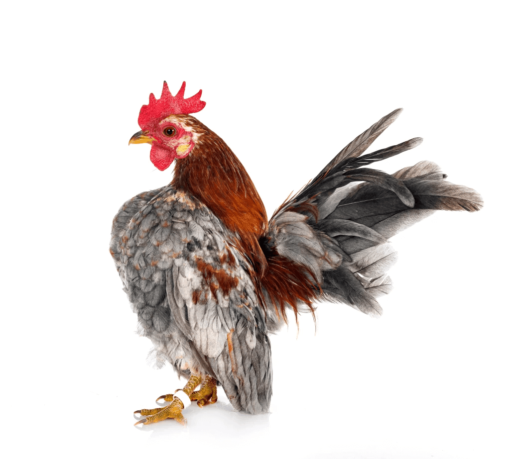 a grey and white malaysian bantam serma chicken
