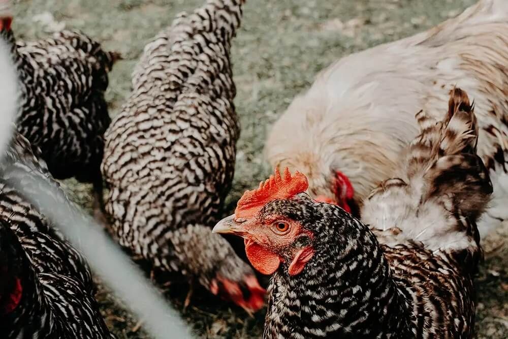 a plymouth rock chicken looking away