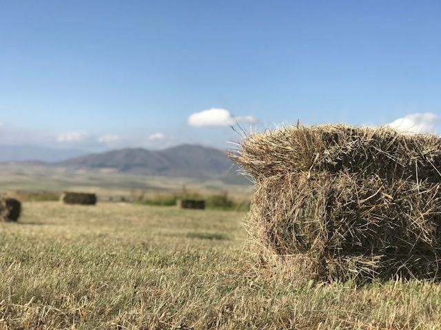 a light brown bail of hay sits in the sun outside