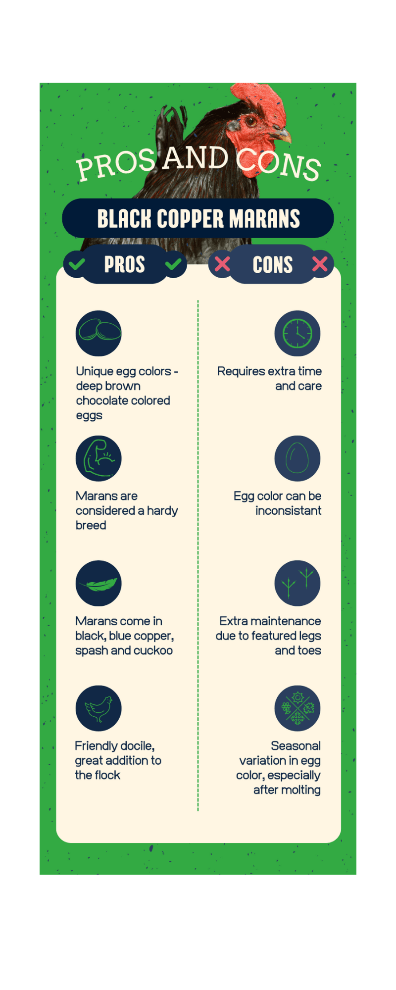 a pros and cons graphic for owning black copper marans