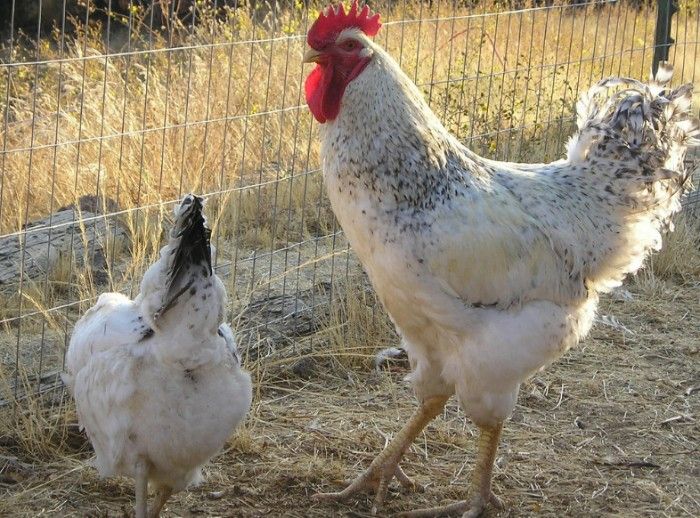 A Delaware Rooster next to a smaller white rooster on some hay next to a wire fence outside
