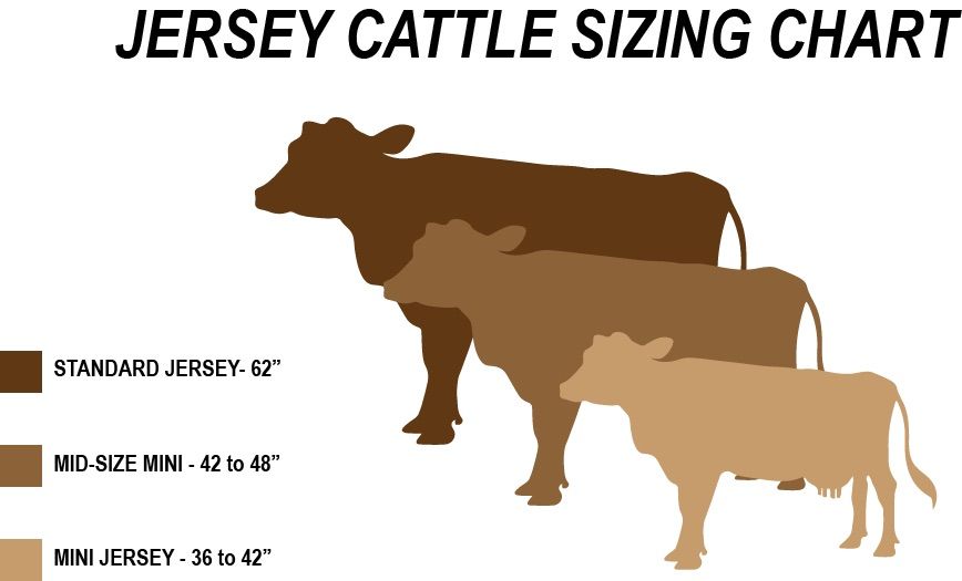 Jersey cattle sizing chart - standard , micro, mini