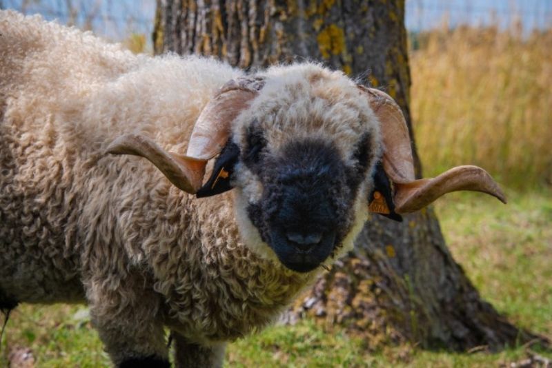 A Blacknose sheep standing outside under a tree on a sunny day