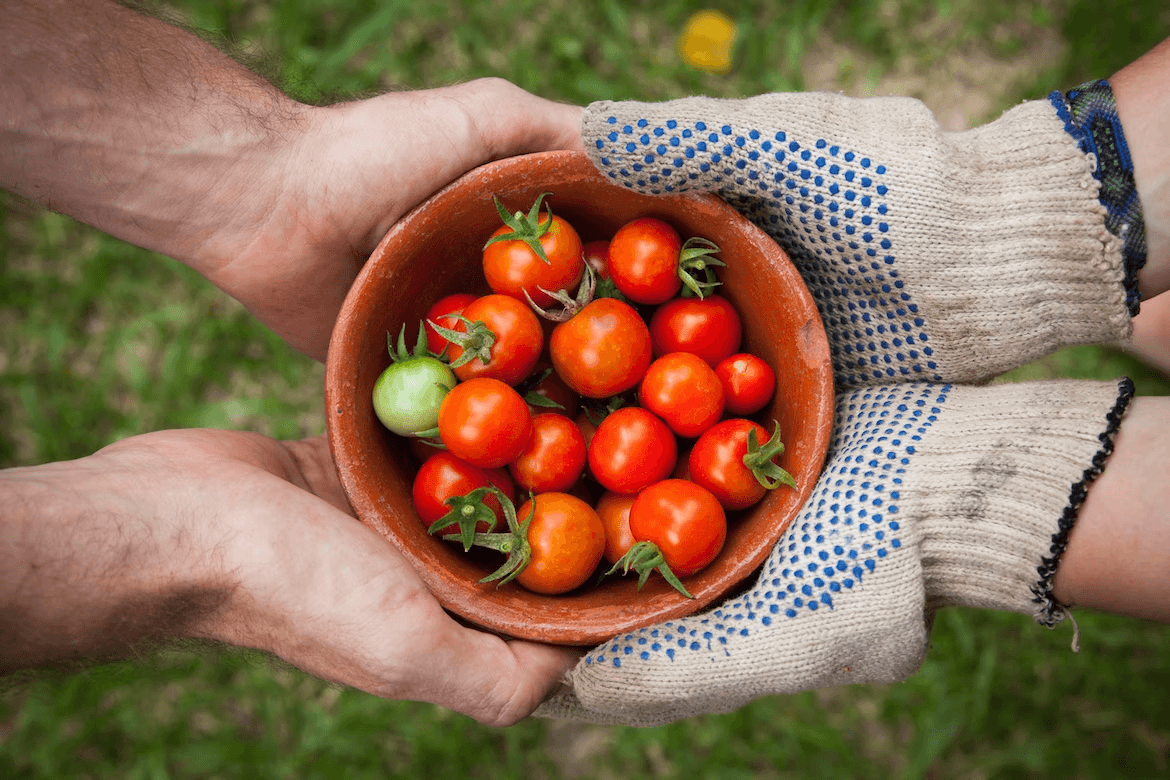 Two pairs of hands holding a red bowl of beautiful tomatoes