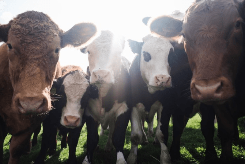 A group of different colored cows standing next to each other outside