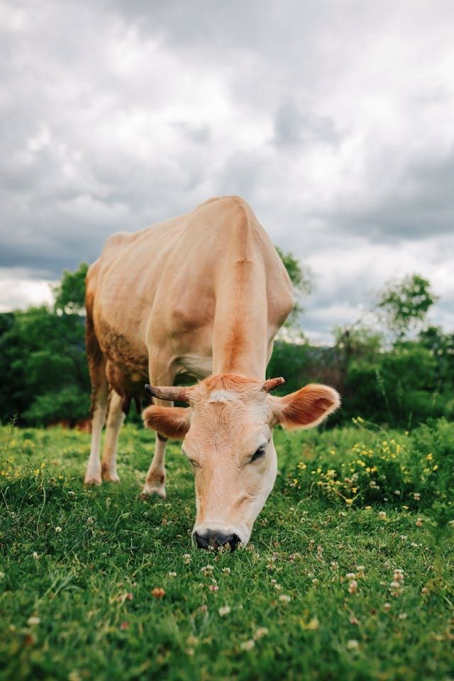 a brown cow grazing on the green grass on a cloudy day