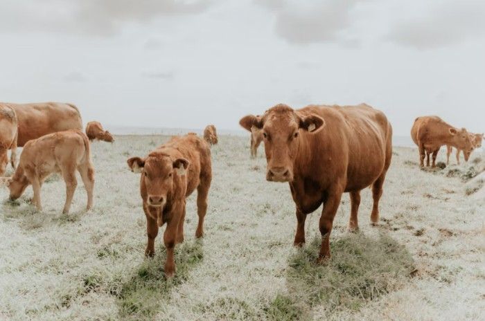 Multiple light brown Jersey cows standing and grazing in the pasture on a cloudy day
