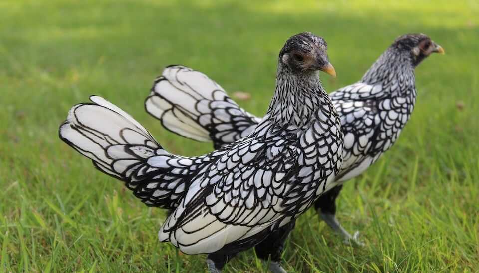 two-sebright-chickens-bantams