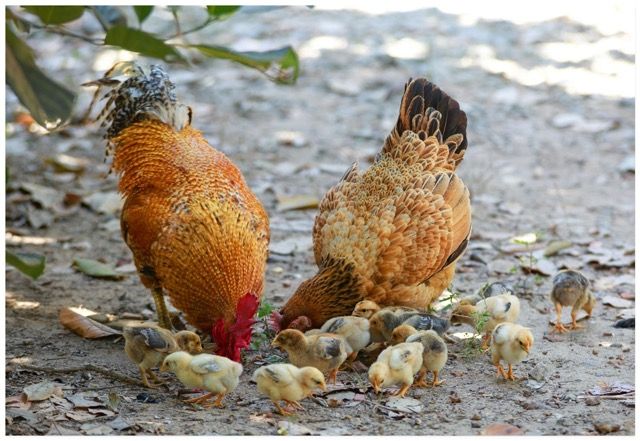 two brown hens with their chicks foraging