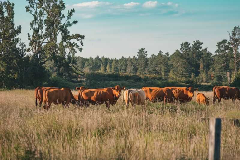 A pastoral scene with a group of cattle grazing in a field. The field is dotted with tall grasses, and the cattle vary in color, predominantly brown. 