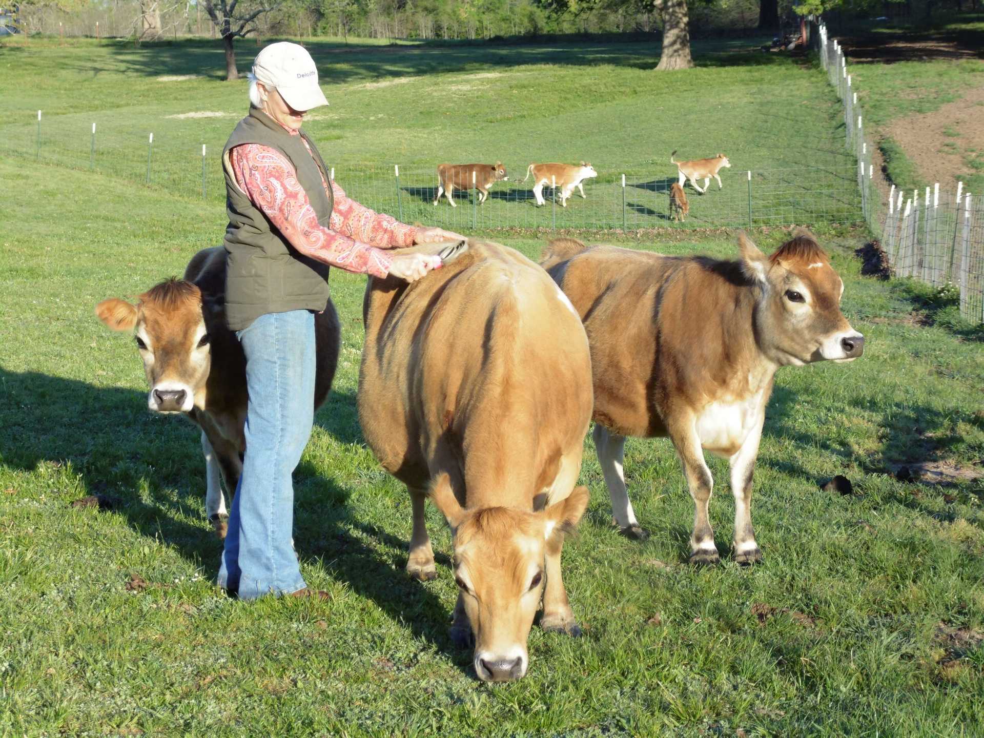 jersey cows on a farm