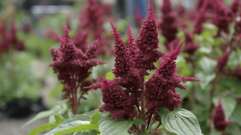 several amaranth plants outdoors