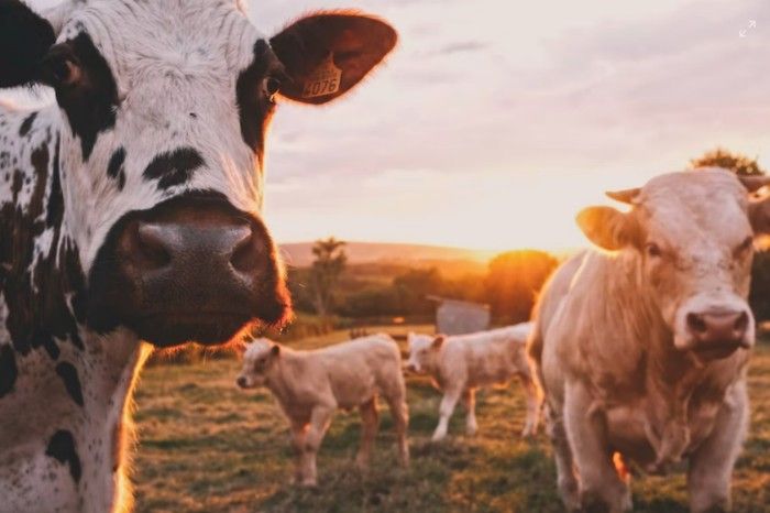 A black and white cow standing and looking into the camera in the foreground with three white cows walking in a pasture in the background at sunset