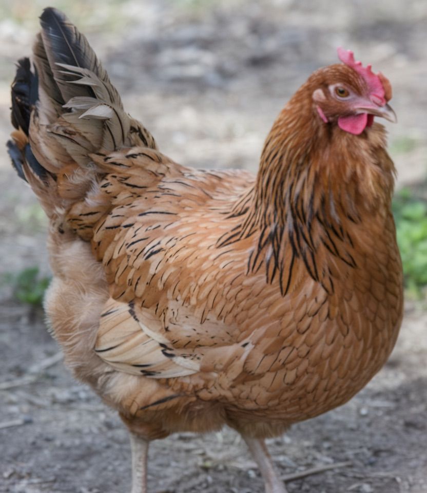 easter-egger-chicken