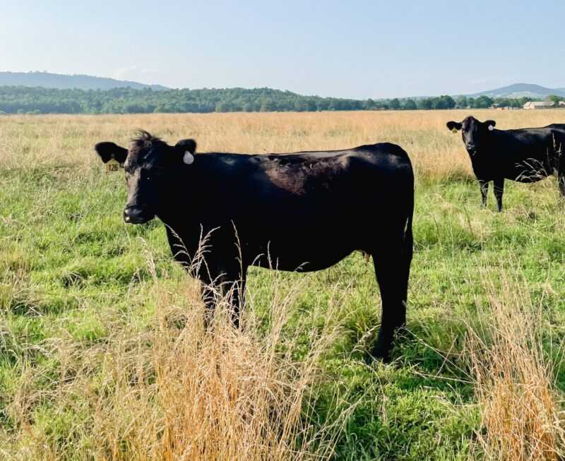 Cattle in a field