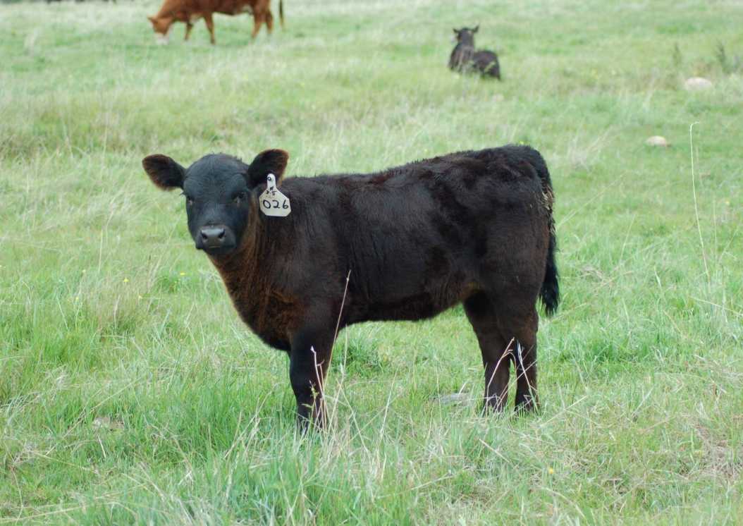 A black lowline angus standing on the grass