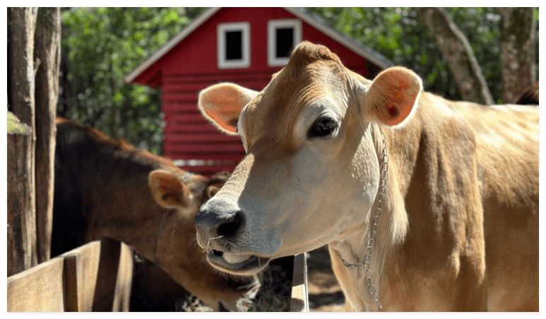 two brown jersey cows on a farm
