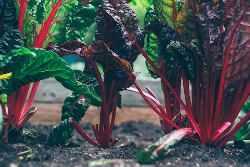 several stalks of rhubarb in the dirt