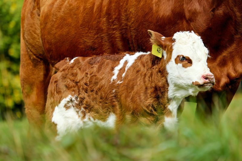 A brown and white calf next to its mother outside.