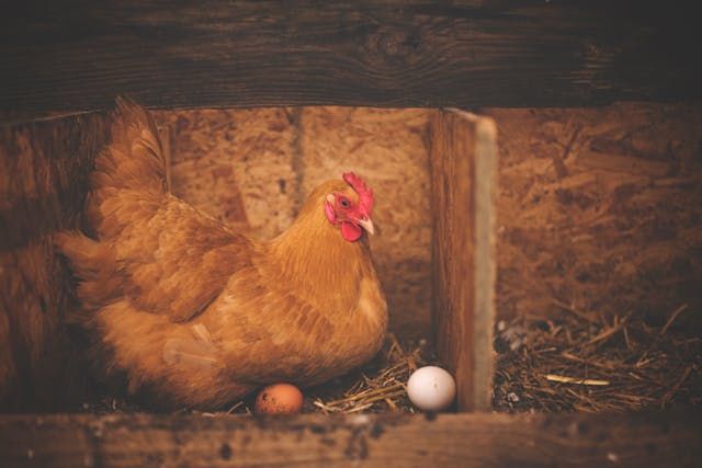 a brown hen sitting on top of her eggs