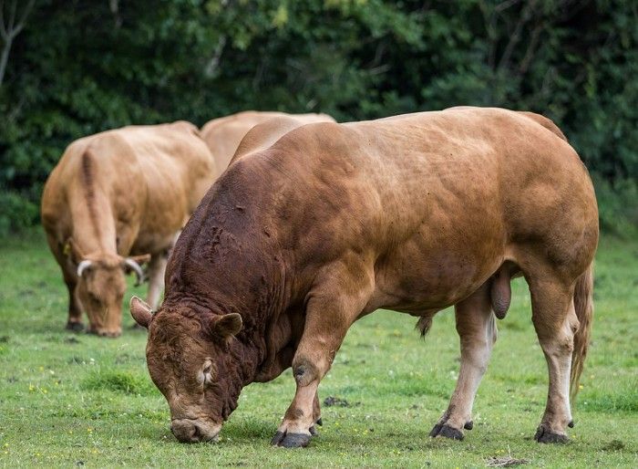 Two Limousin cattle grazing grass with trees in the background