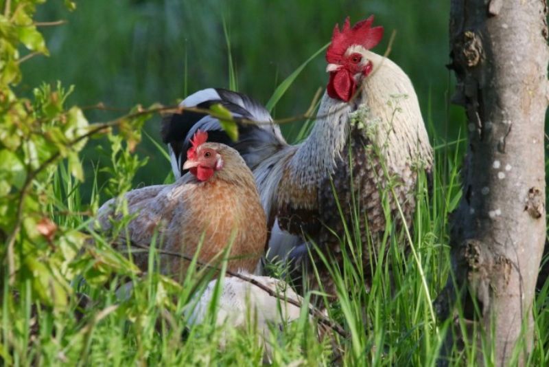 A rooster and a hen outside next to a tree standing on some grass looking the same direction