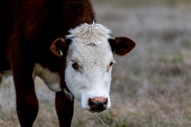 a white and brown hereford looking down