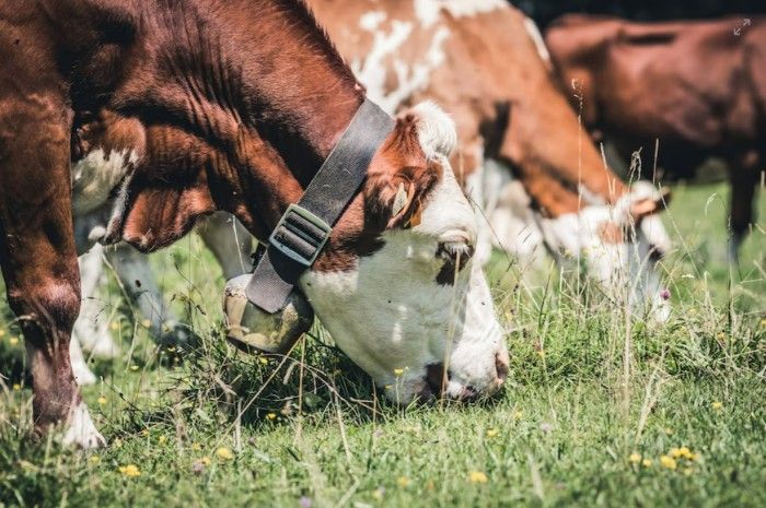 Two brown and white cows grazing on green grass during the day
