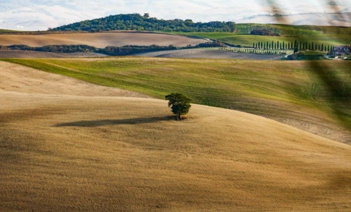 Large fields with hills and a tree at the center