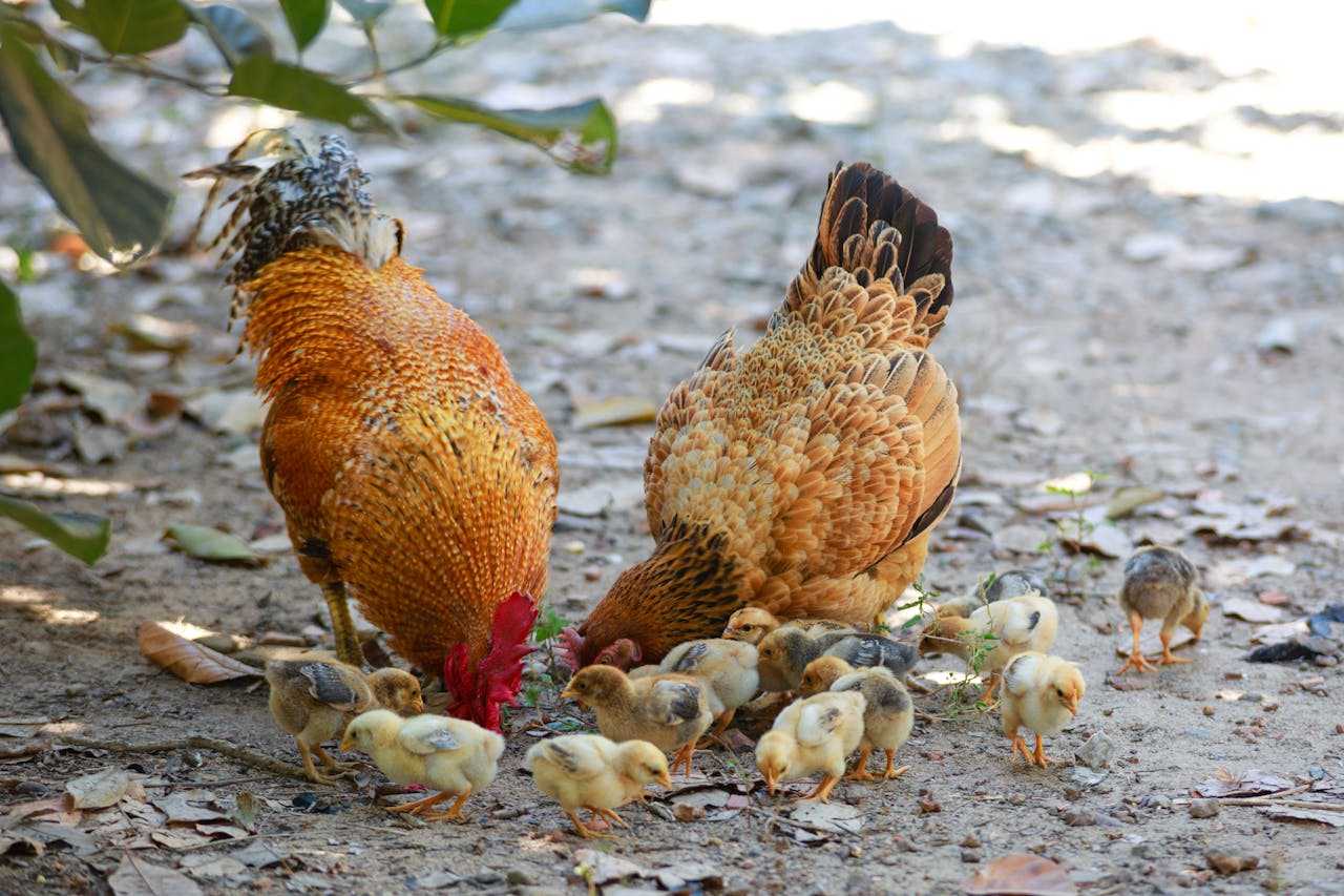several baby chicks surrounding two hens foraging