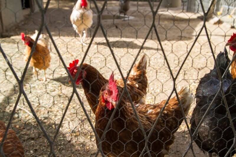 chickens behind a fence