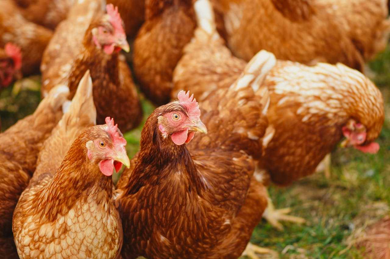brown and white isa chickens in the field