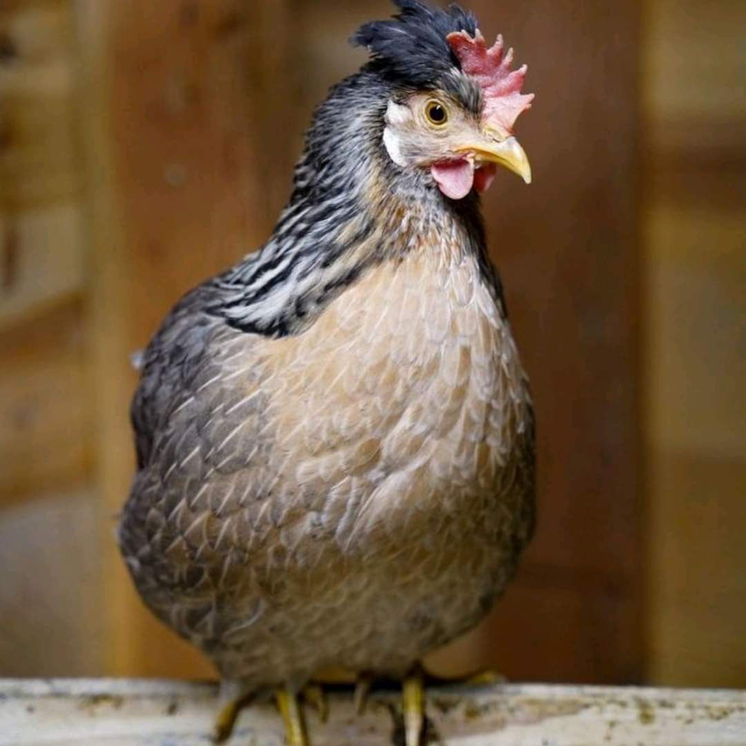 a front view of the cream legbar chicken standing on a wooden post
