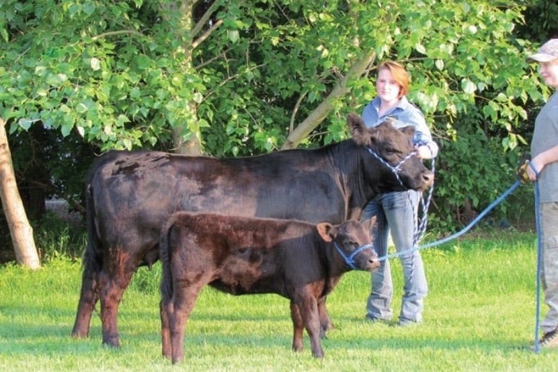 two lowline angus next to their owners