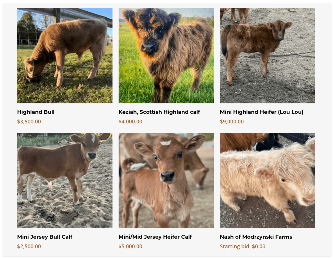 minicattle website listing mini cow prices