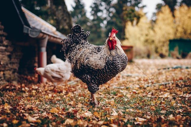 a black and white chicken looking at camera surrounded by leaves