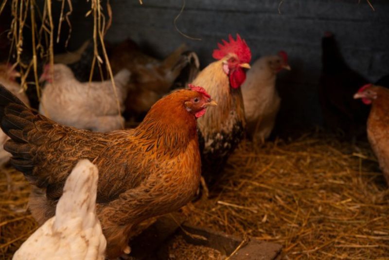 Different breeds of chickens in a dark chicken coop illuminated by light with hay on the ground