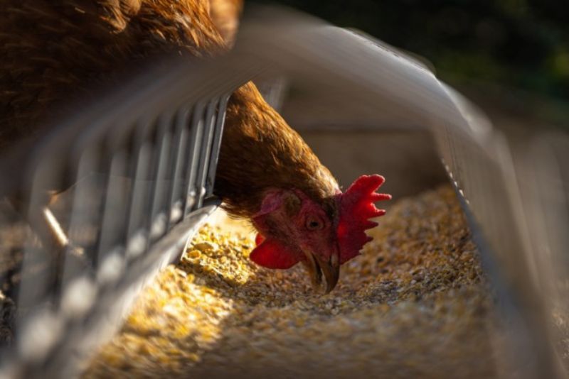 A brown chicken eating pellets from a feeder.