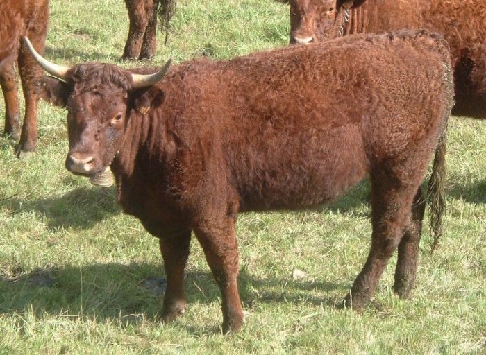 The side of a Salers cow in a field next to other Saler cattle