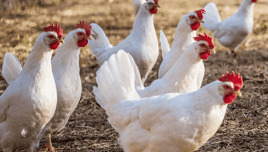 several white leghorn chickens walking around the farm