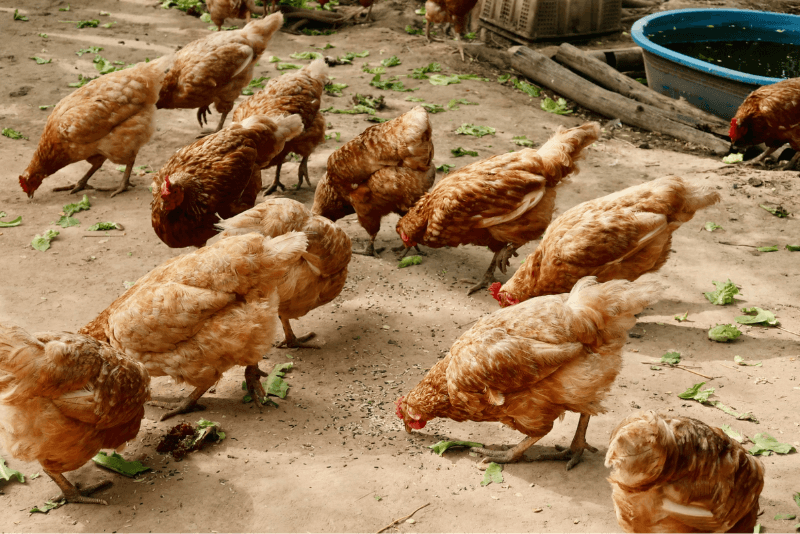 brown and tan chickens eating around the farm